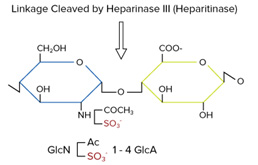 肝素酶III